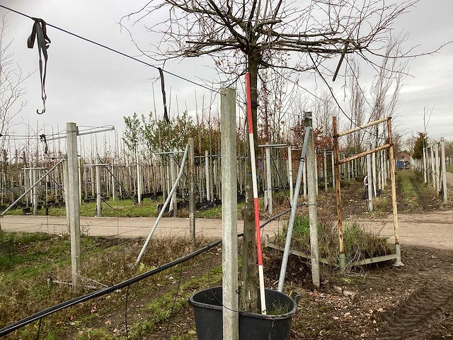 Winterlinde - dakboom - afbeelding 1 van  3