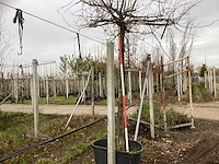 Winterlinde - dakboom - afbeelding 1 van  3