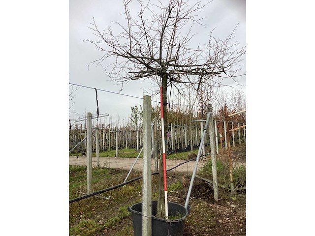 Winterlinde - dakboom - afbeelding 2 van  3