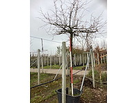 Winterlinde - dakboom - afbeelding 2 van  3