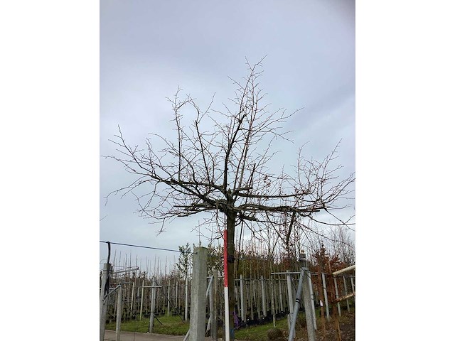 Winterlinde - dakboom - afbeelding 3 van  3