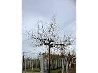 Winterlinde - dakboom - afbeelding 3 van  3