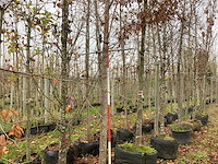 Winterlinde - laanboom - afbeelding 1 van  3