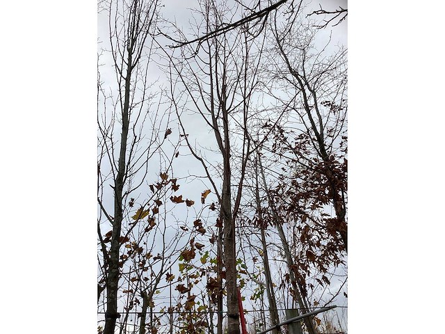 Winterlinde - laanboom - afbeelding 2 van  3