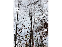 Winterlinde - laanboom - afbeelding 2 van  3