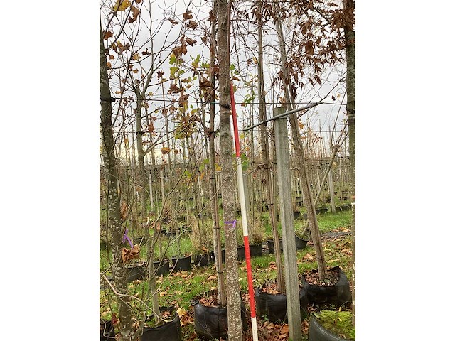 Winterlinde - laanboom - afbeelding 3 van  3