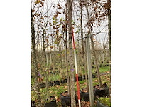Winterlinde - laanboom - afbeelding 3 van  3