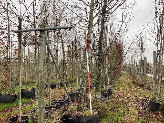 Winterlinde - laanboom - afbeelding 1 van  4