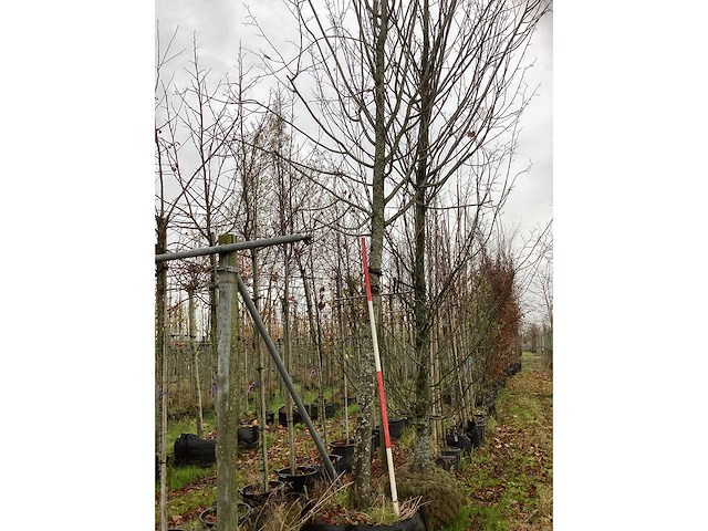 Winterlinde - laanboom - afbeelding 2 van  4