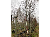 Winterlinde - laanboom - afbeelding 2 van  4
