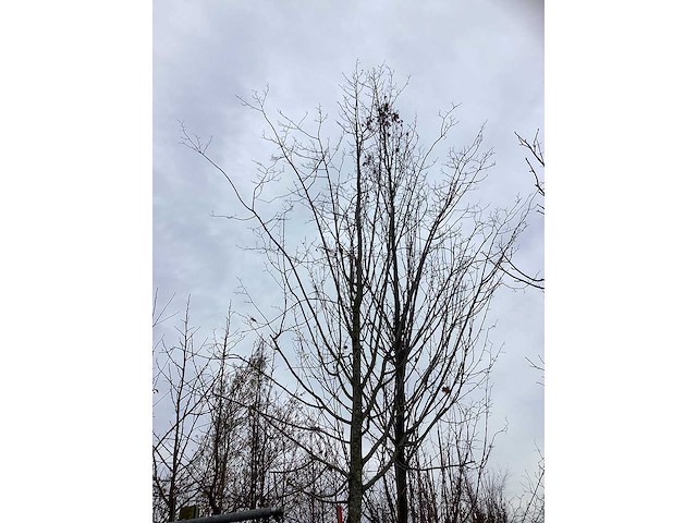 Winterlinde - laanboom - afbeelding 3 van  4