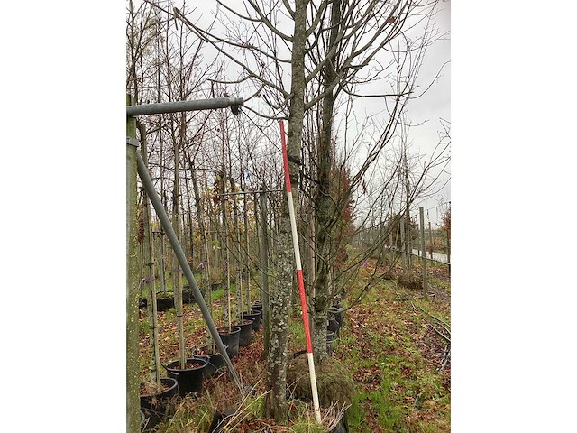 Winterlinde - laanboom - afbeelding 4 van  4