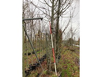Winterlinde - laanboom - afbeelding 4 van  4