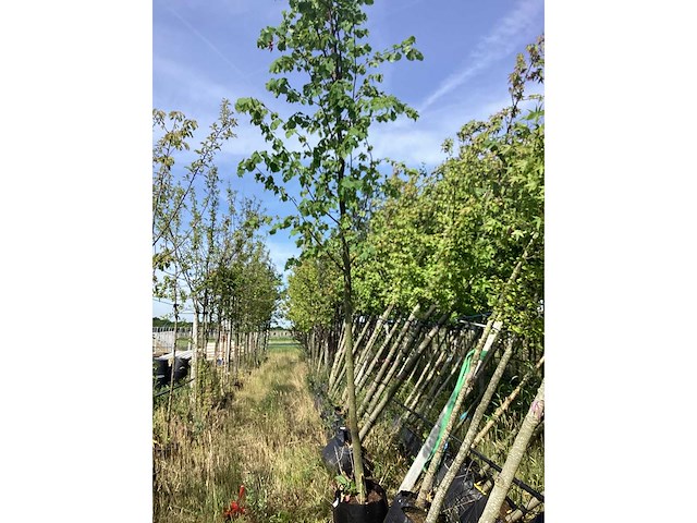 Winterlinde - laanboom - afbeelding 1 van  1
