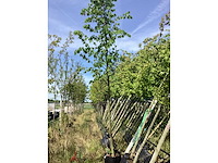 Winterlinde - laanboom - afbeelding 1 van  1