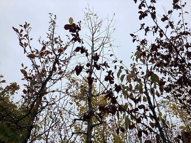 Winterlinde - laanboom - afbeelding 1 van  3