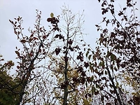Winterlinde - laanboom