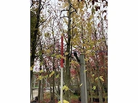 Winterlinde - laanboom - afbeelding 2 van  3