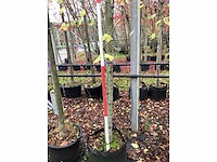 Winterlinde - laanboom - afbeelding 3 van  3