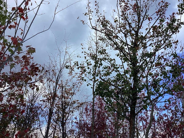 Winterlinde - laanboom - afbeelding 1 van  2