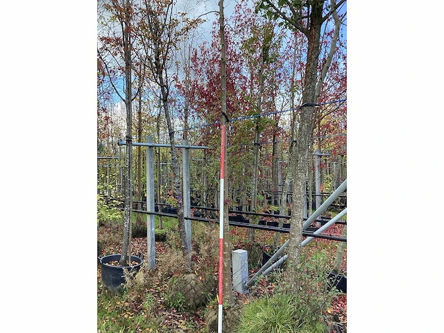 Winterlinde - laanboom - afbeelding 2 van  2