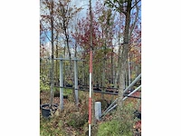 Winterlinde - laanboom - afbeelding 2 van  2