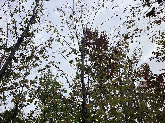 Winterlinde - laanboom - afbeelding 3 van  3