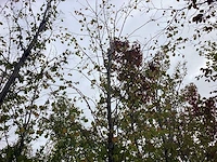 Winterlinde - laanboom