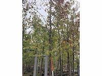 Winterlinde - laanboom - afbeelding 2 van  3