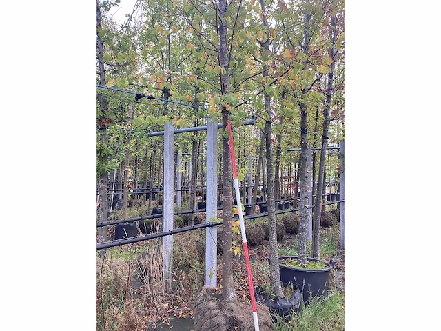 Winterlinde - laanboom - afbeelding 1 van  3