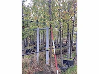 Winterlinde - laanboom - afbeelding 1 van  3