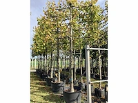 Winterlinde - leiboom - afbeelding 1 van  2