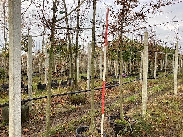 Winterlinde - parkbomen - afbeelding 1 van  3