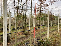 Winterlinde - parkbomen - afbeelding 1 van  3