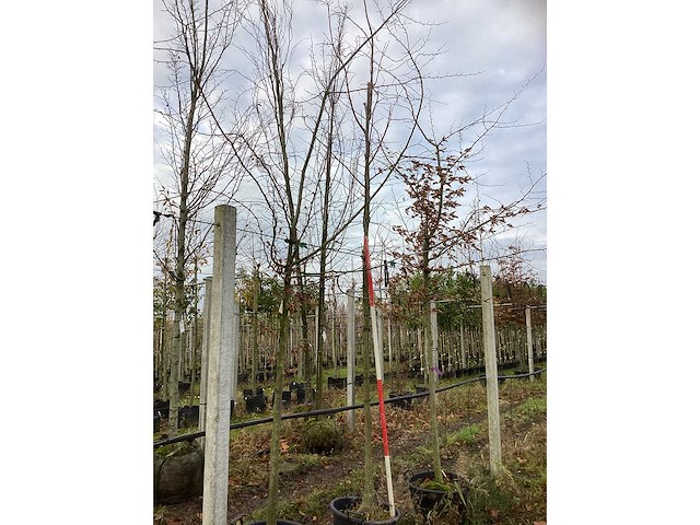 Winterlinde - parkbomen - afbeelding 2 van  3