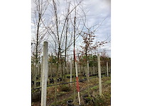 Winterlinde - parkbomen - afbeelding 2 van  3