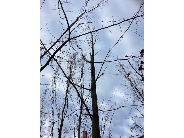 Winterlinde - parkbomen - afbeelding 3 van  3