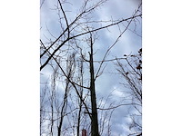 Winterlinde - parkbomen - afbeelding 3 van  3