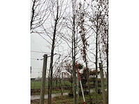 Winterlinde - parkboom - afbeelding 2 van  3