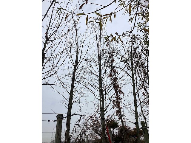 Winterlinde - parkboom - afbeelding 3 van  3