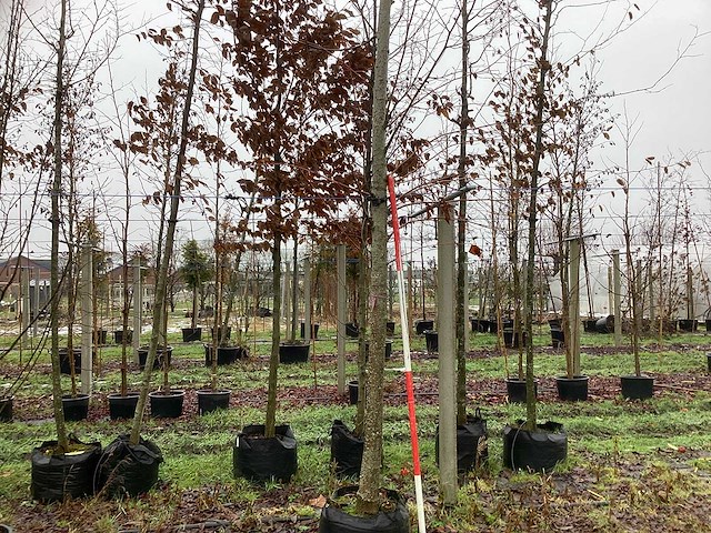 Winterlinde - parkboom - afbeelding 1 van  3