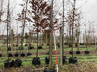 Winterlinde - parkboom - afbeelding 1 van  3