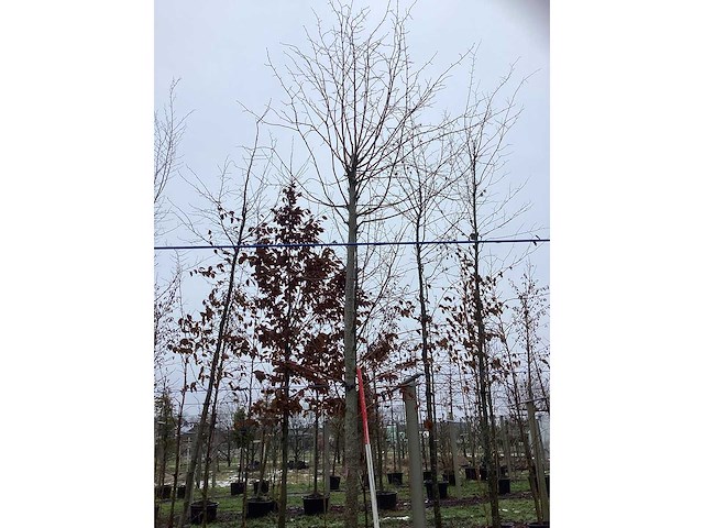 Winterlinde - parkboom - afbeelding 2 van  3
