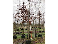 Winterlinde - parkboom - afbeelding 3 van  3