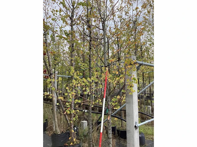 Winterlinde - parkboom - afbeelding 2 van  2