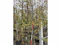 Winterlinde - parkboom - afbeelding 2 van  2