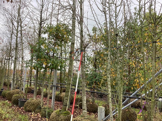 Winterlinde - sierboom - afbeelding 1 van  3