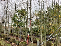 Winterlinde - sierboom - afbeelding 1 van  3