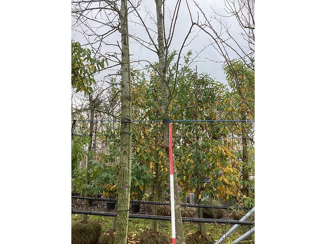 Winterlinde - sierboom - afbeelding 2 van  3