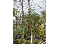 Winterlinde - sierboom - afbeelding 2 van  3